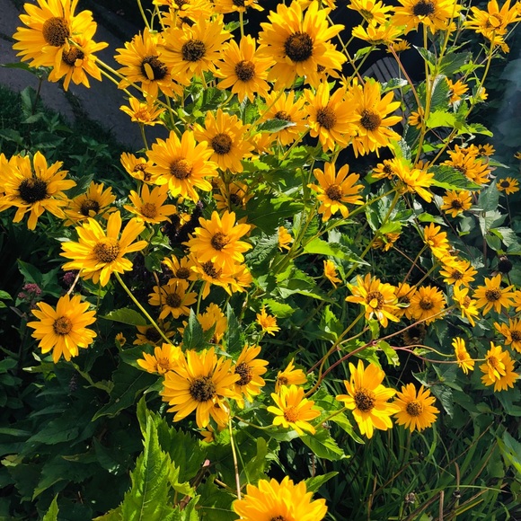 Meet your Posher, Erin - Picture 1 of 1